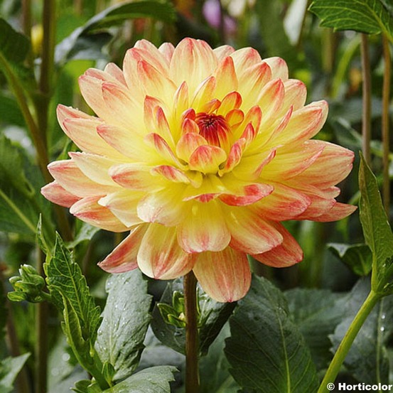 Dahlia décoratif 'paso doble' bulbe calibre i
