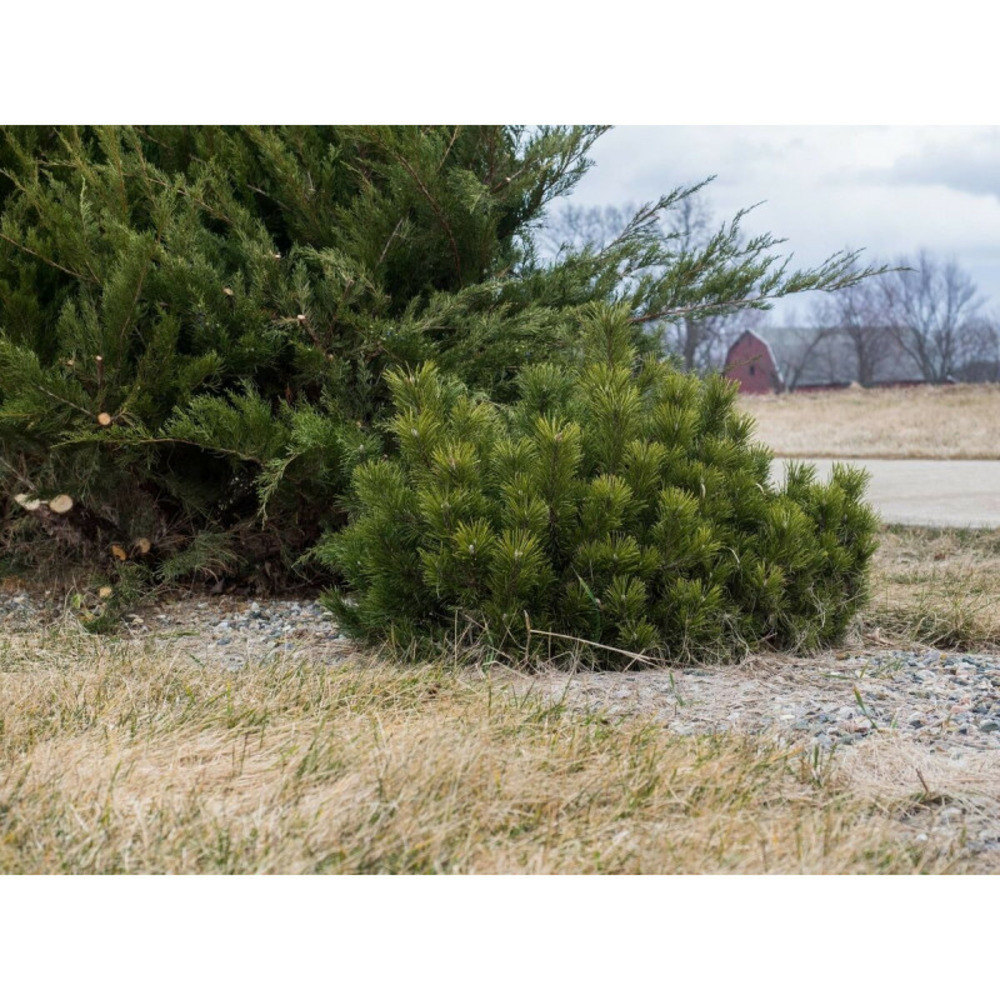 Pin de montagne nain pumilio, pinus pot de 12l - 40/60 cm