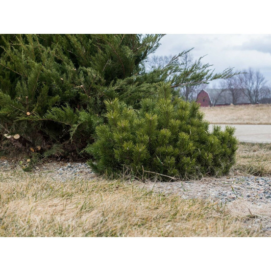 Pin de montagne nain pumilio, pinus pot de 12l - 40/60 cm