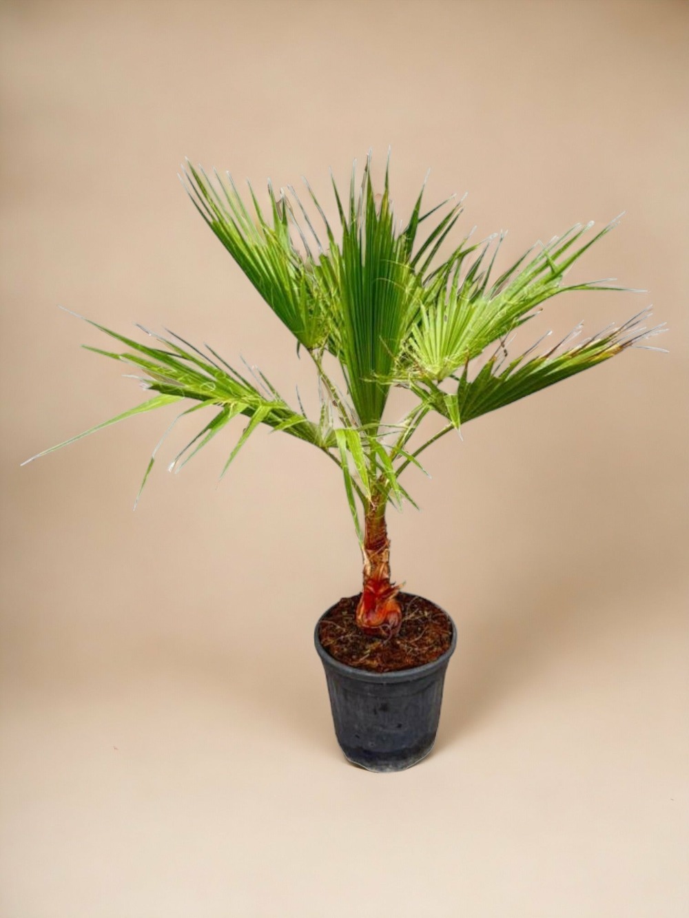Washingtonia palmier 100cm - plante d'intérieur