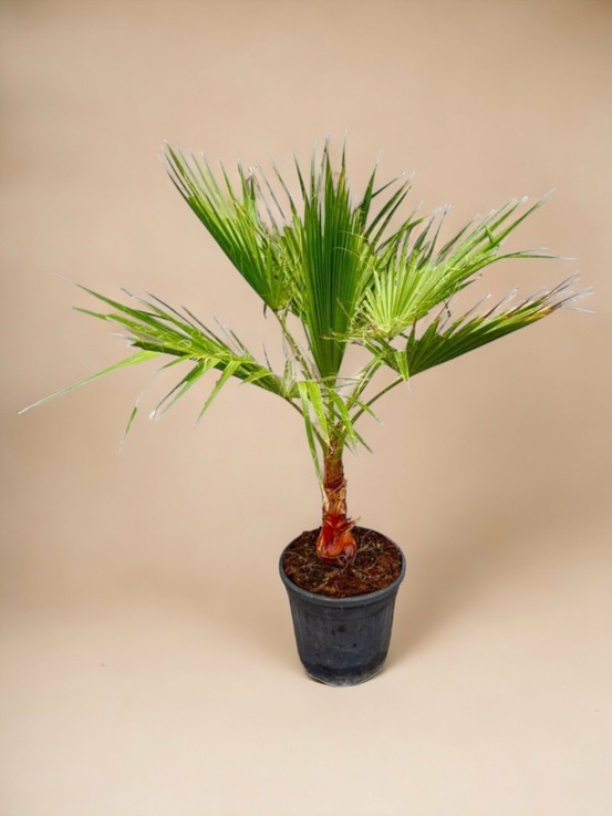 Washingtonia palmier 100cm - plante d'intérieur
