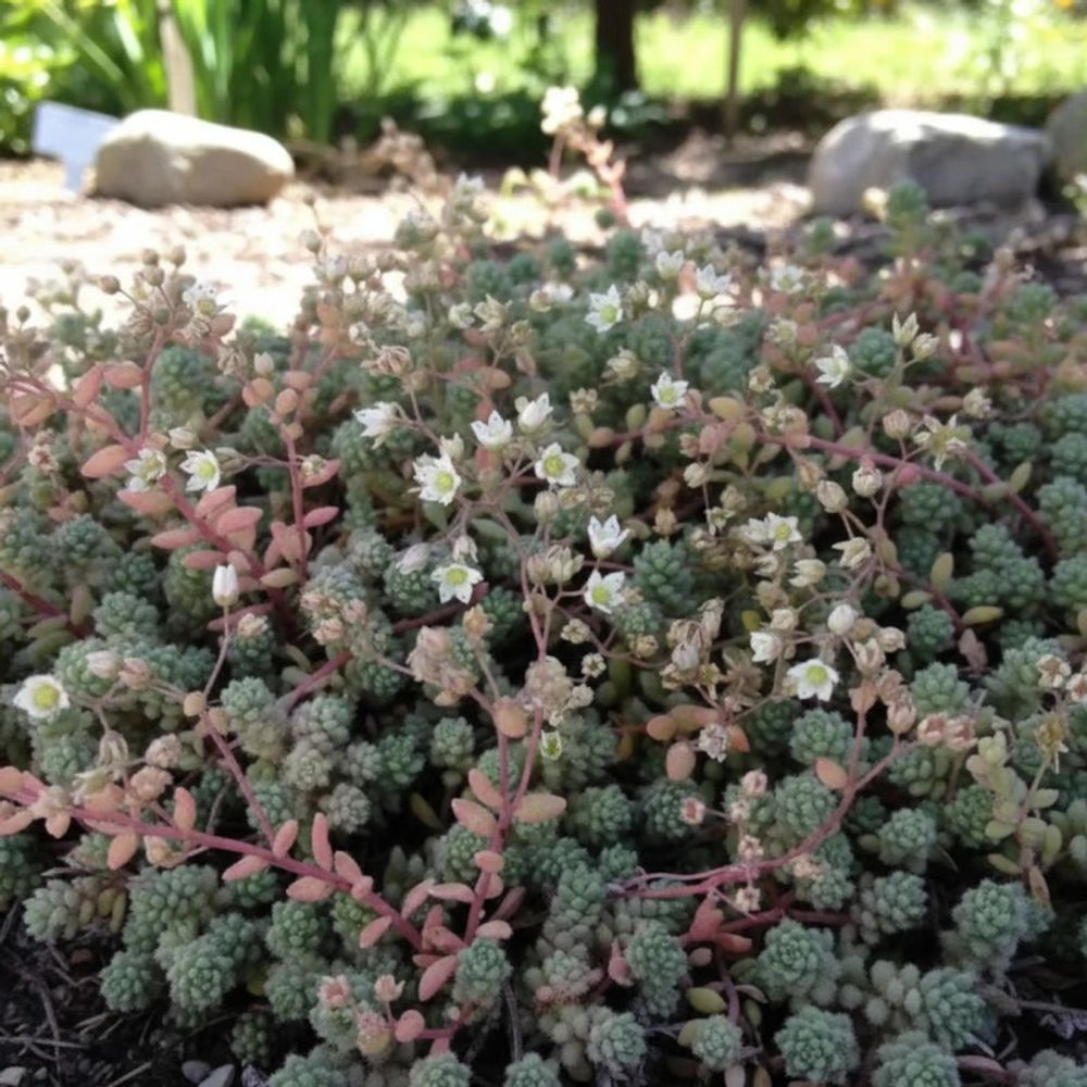 Orpin rosenteppich, sedum lot de 5 godets