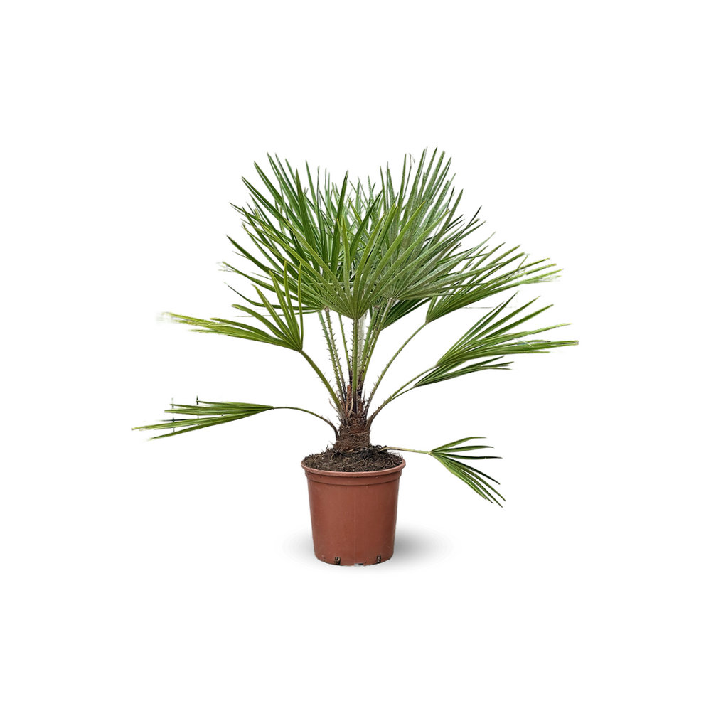 Chamaerops Humilis - palmier nain - ↕ 70-80 cm - ⌀ 19 cm - plante d'extérieur