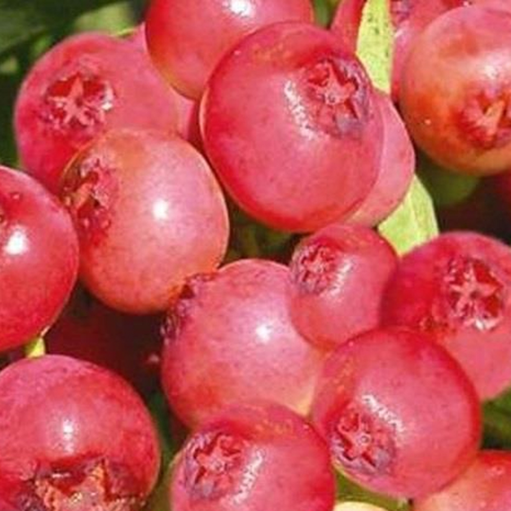 Myrtillier arbustive pink berry - vaccinium corymbosum pink berry 50/60cm