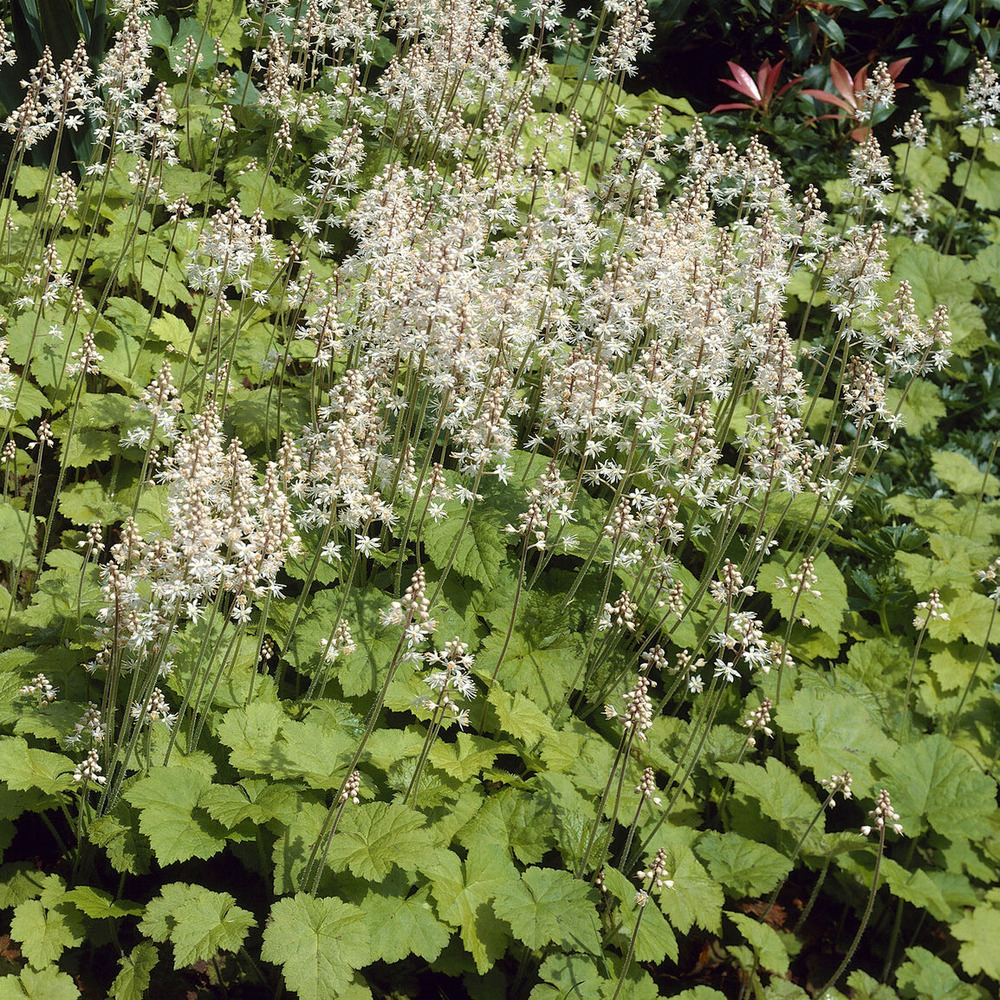 Tiarelle cordifoliée - le pot / ø 9cm