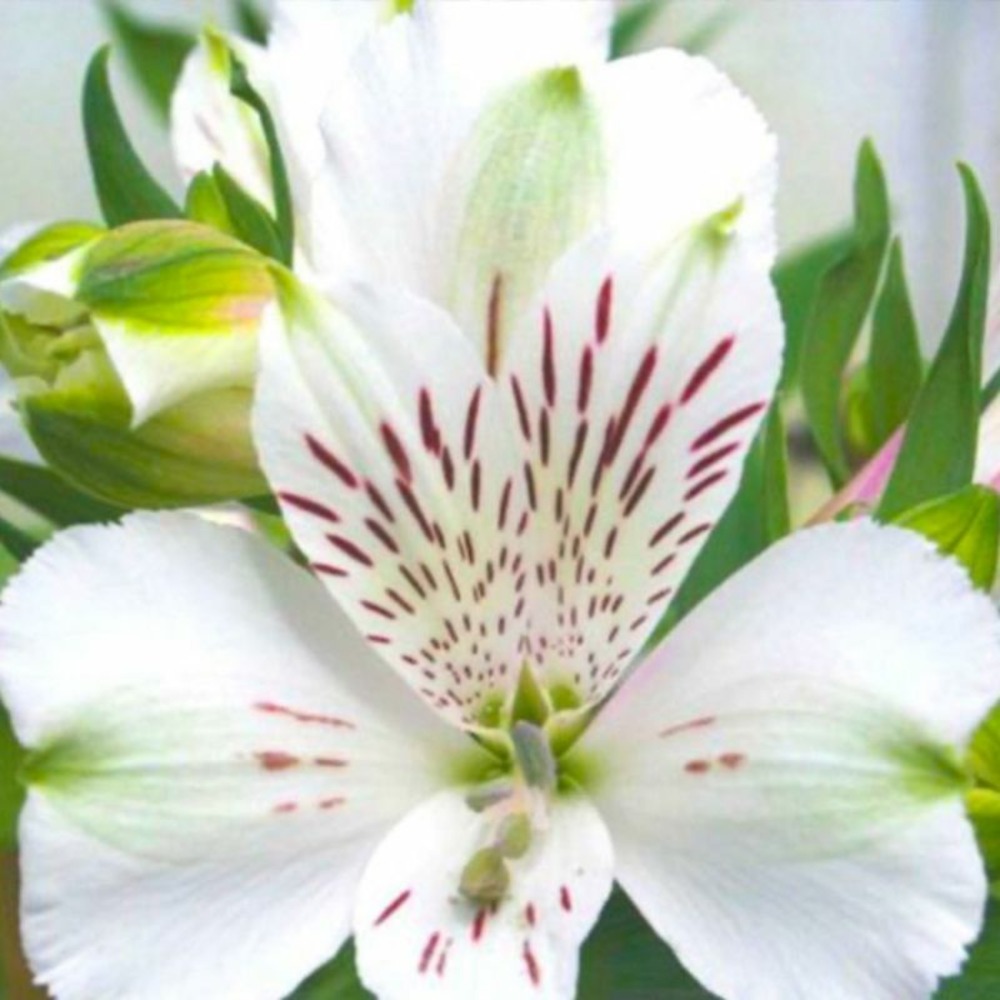 2 Lys des Incas 'Mazé' (Alstroemeria 'Mazé…