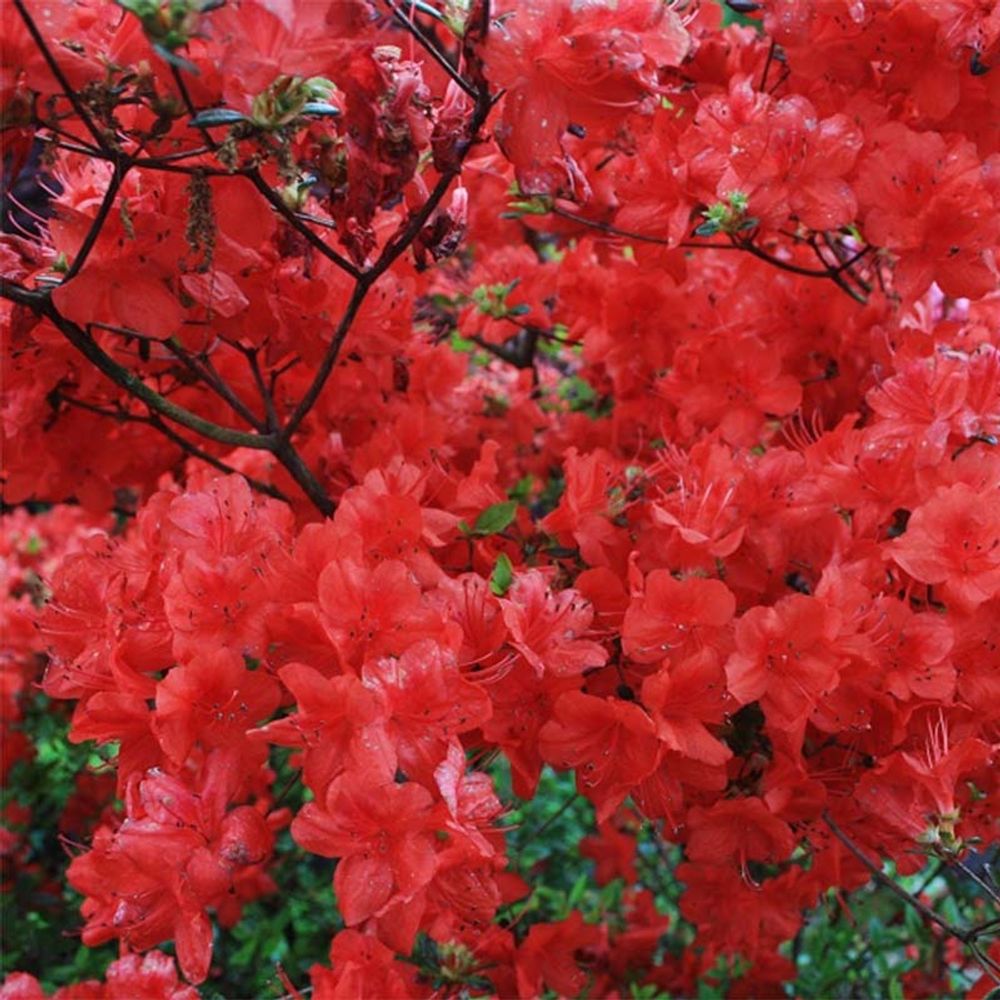 Azalée japonaise - azalea japonica stewartstonian pot de 12l/15l