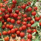 3 plants de tomate cerise rouge supersweet 100, les 3 plants / ø 10.5cm