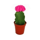 Gymnocalycium mihanovichii - fraise cactus - rose - pot de 5,5 cm