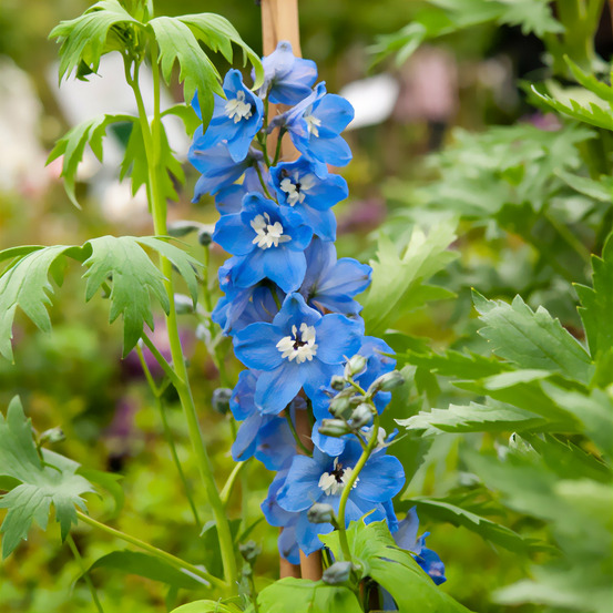 Delphinium géant summer skies - le pot / ø 9cm, vendu par lot de 2
