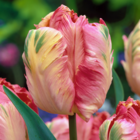 Tulipa apricot parrot - bulbes de tulipes x14 - bulbes à fleurs pour jardin, terrasse ou balcon