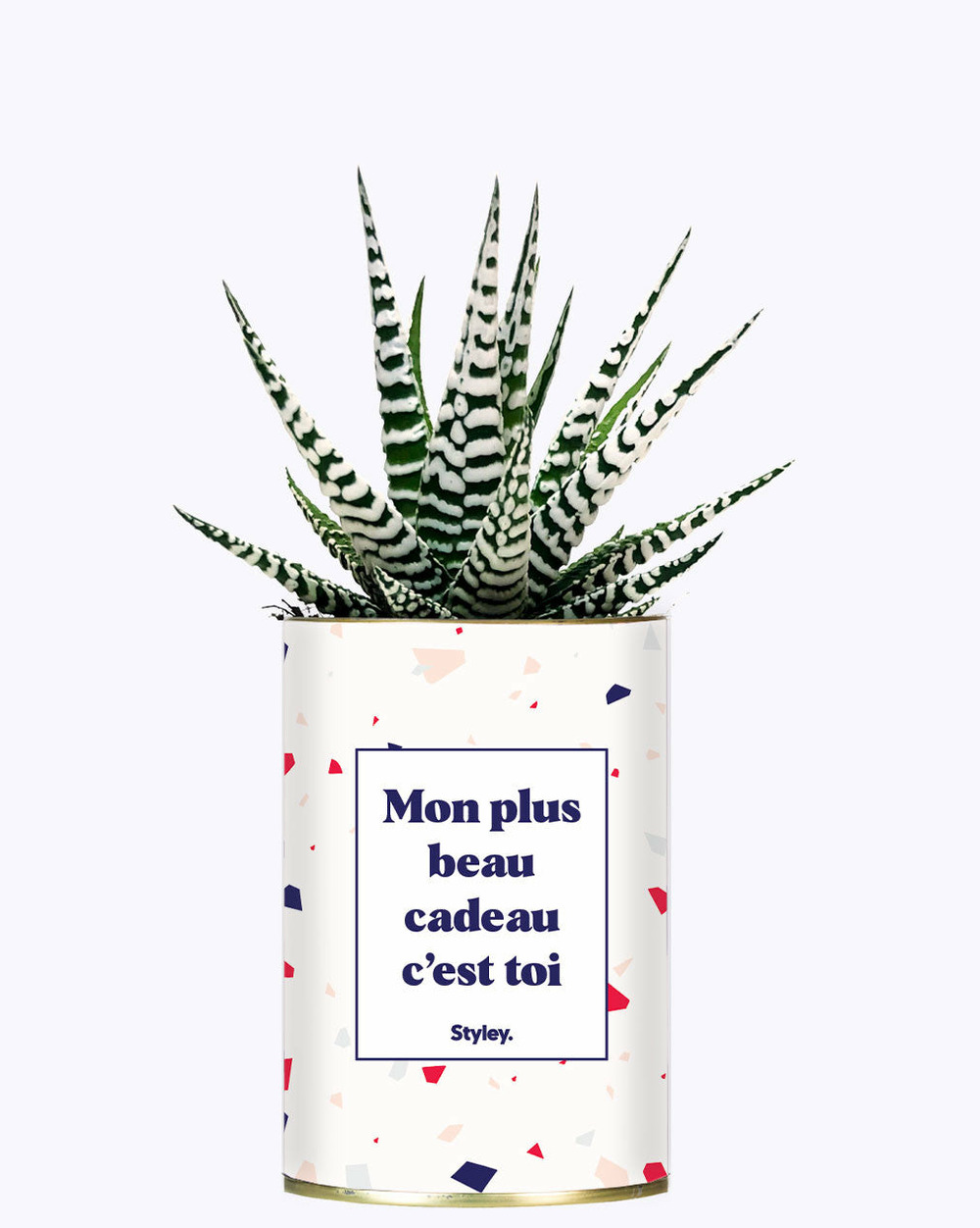 Plante à message - mon plus beau cadeau c'est toi - cactus