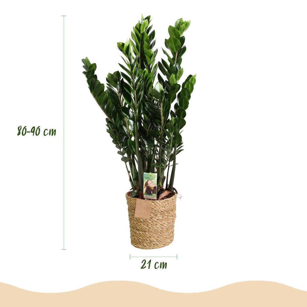 Zamioculcas - zz-plant