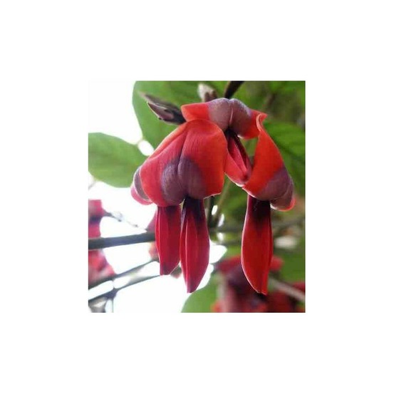 Kennedia rubicunda (pois corail rouge) pot de 2 litres - 80/100 cm