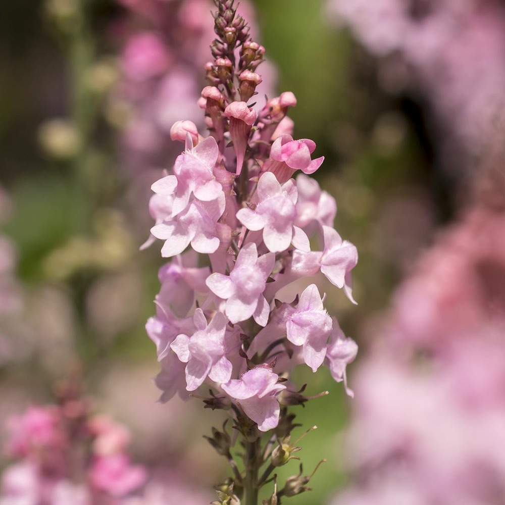 Linaire pourpre 'canon j. Went' godet de 8/9 cm
