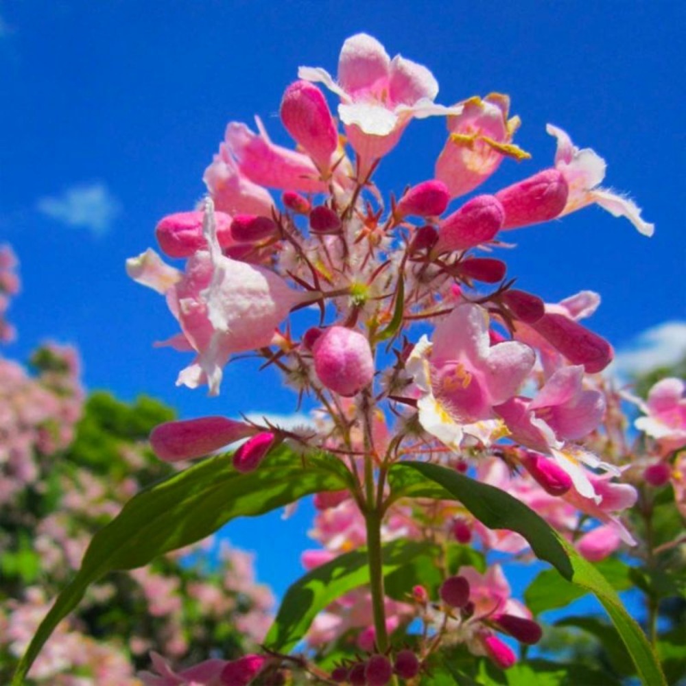 Buisson de beauté 'Pink Cloud'