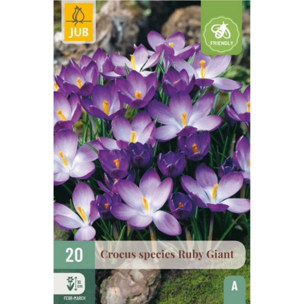 20 bulbes crocus ruby giant violet