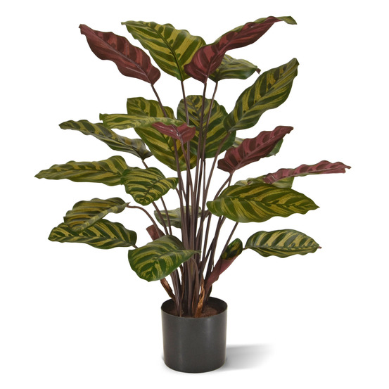 Plante artificielle calathea makoyana rouge 60cm