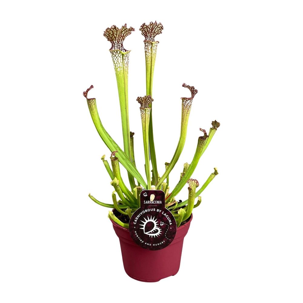 Sarracenia farnhamii - ø12cm - ↕40cm - plantes d'intérieur