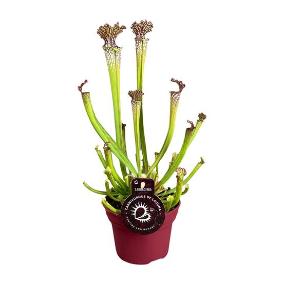 Sarracenia farnhamii - ø12cm - ↕40cm - plantes d'intérieur