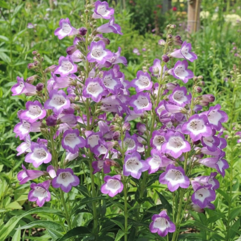 Penstemon pensham czar lot de 9 godets