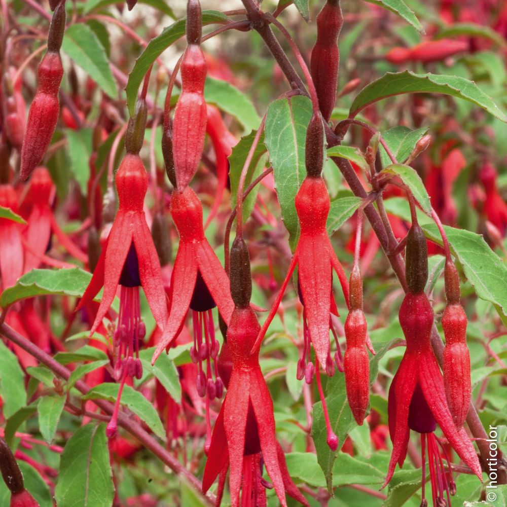 Fuchsia vivace riccartonii | Truffaut
