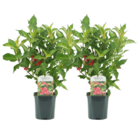 Weigela florida 'red prince' - set de 2  - arbuste - pot 17cm - hauteur 25-40cm