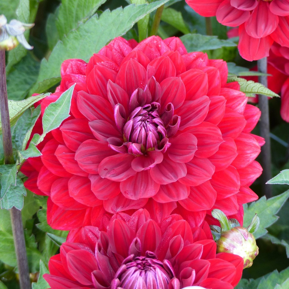 Dahlia décoratif 'karma amora' bulbe calibre i