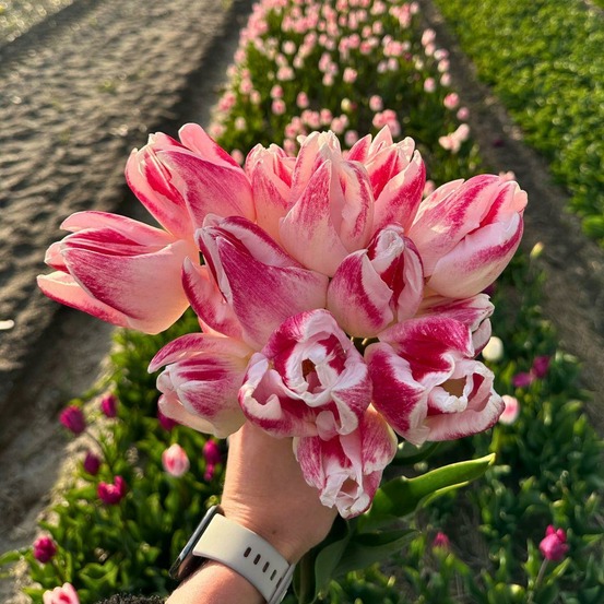Tulipe inez - 15 bulbes - taille 12+