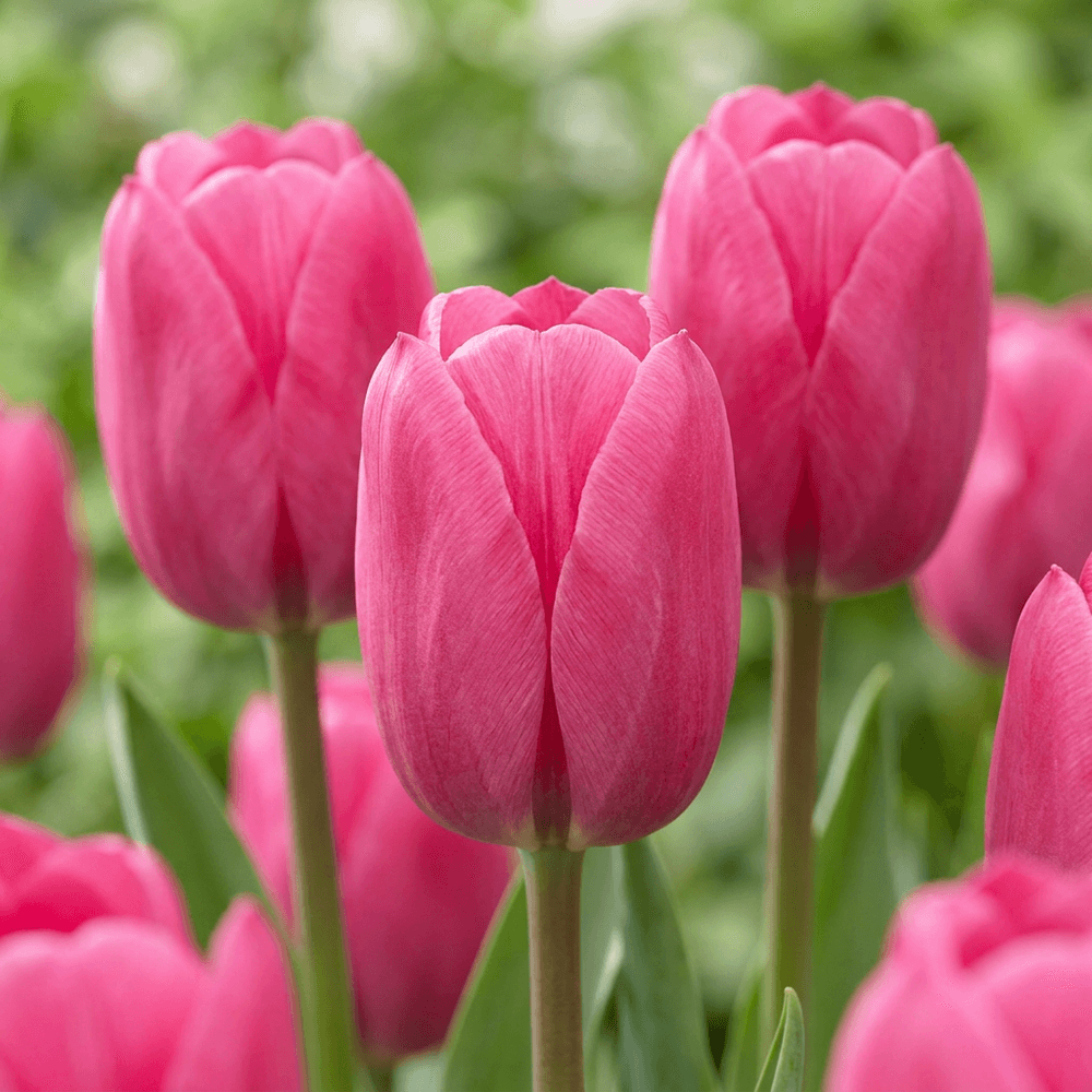 Tulipe triomphe rose - 30 bulbes
