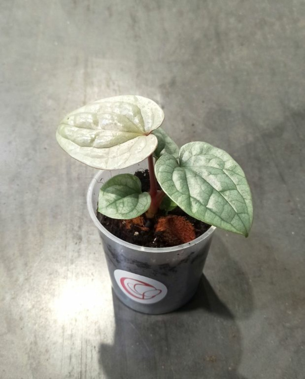 Anthurium luxurians d. 9cm h. 20cm - plante d'intérieur