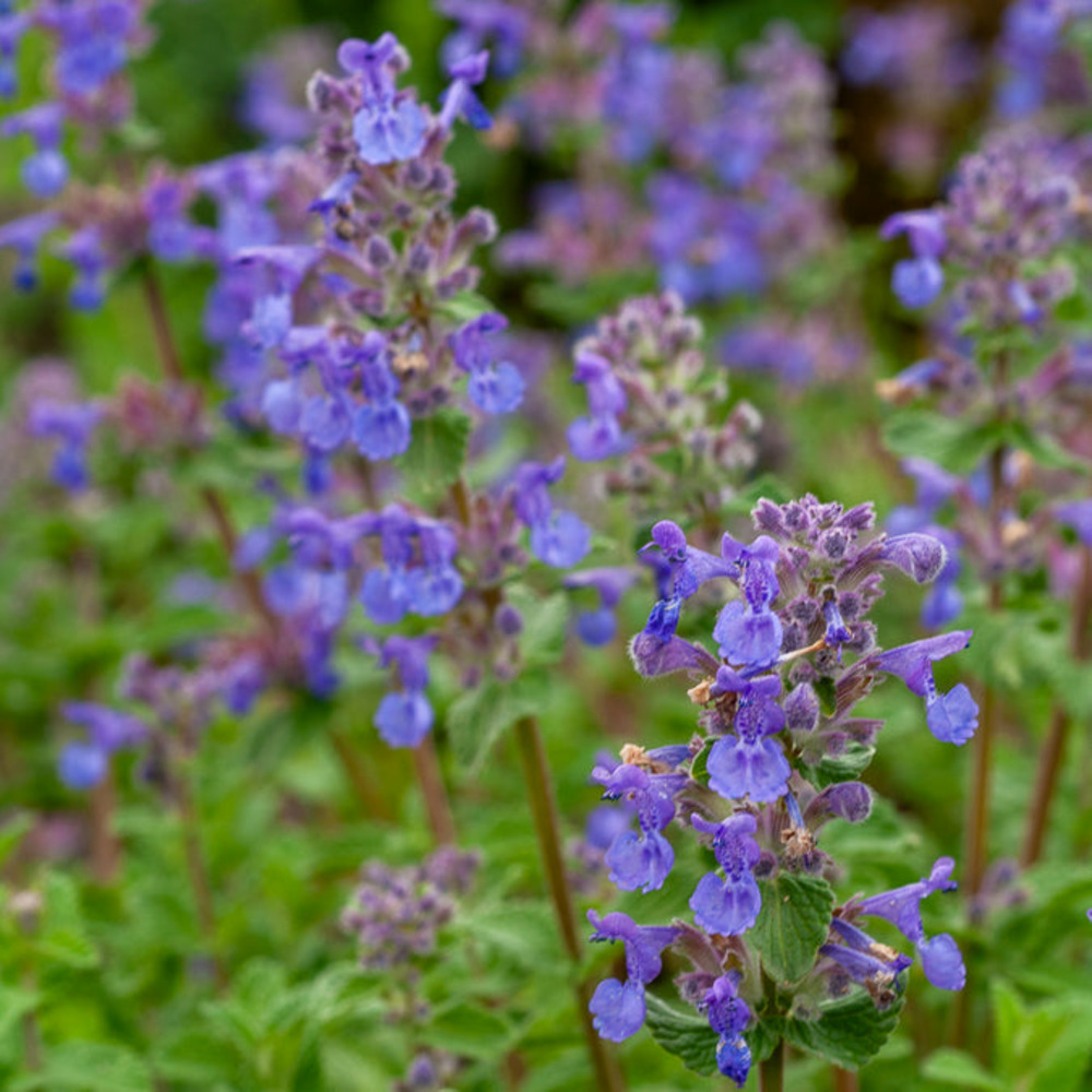 Nepeta mussinii - le pot / ø 9cm, vendu par lot de 2