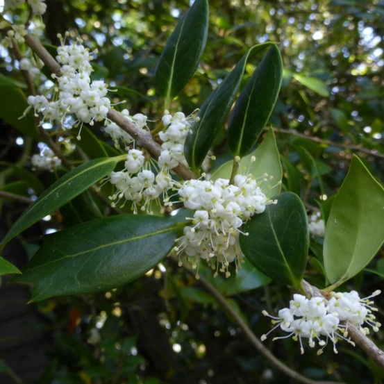 Osmanthe heterophyllus, osmanthus pot de 3l - 40/60 cm