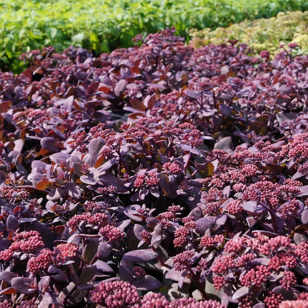 Orpin oriental dancer, sedum lot de 5 godets