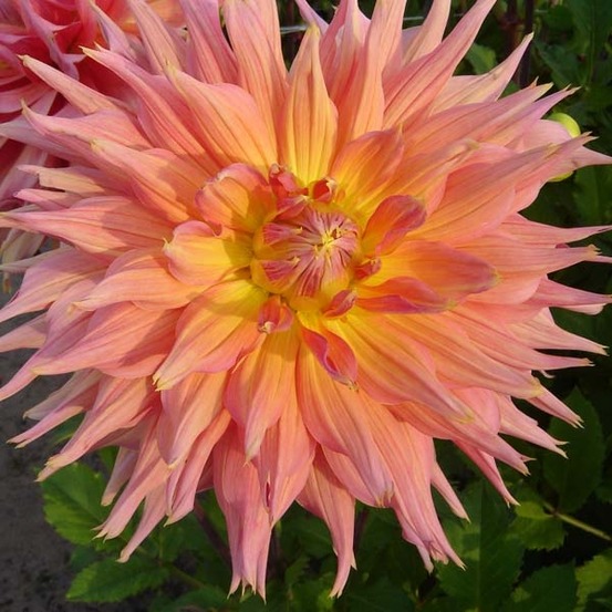 Dahlia gpe dentelles 'omega' bulbe calibre i