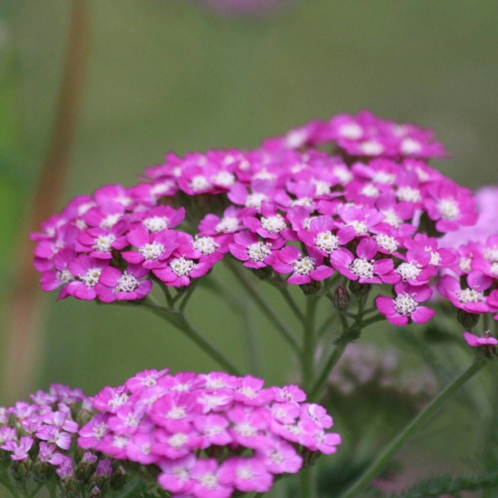 Achillée millefeuille sammetriese godet - 5/20 cm