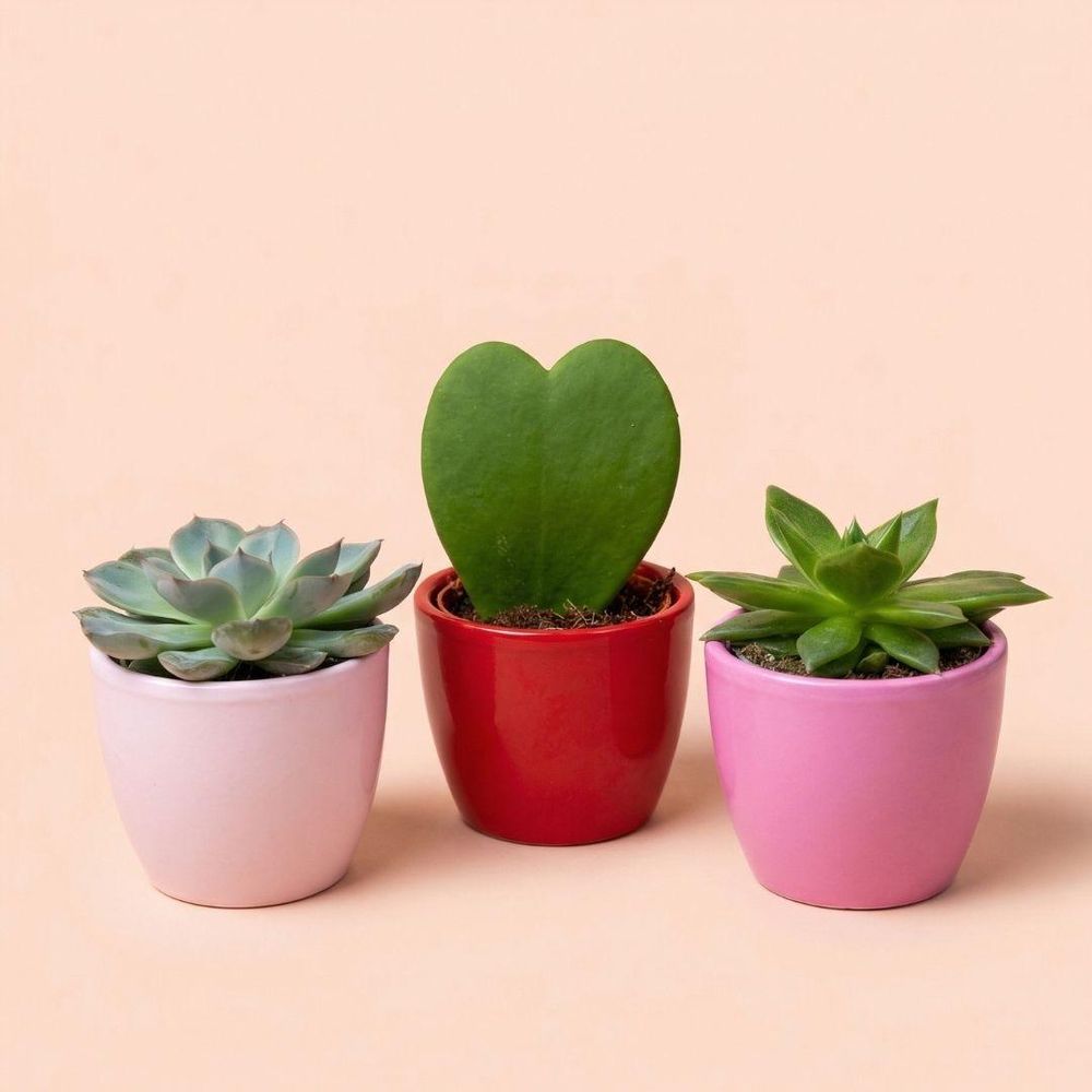 Plant set de 3 avec mini pot - ø6 cm - plantes d'intérieur
