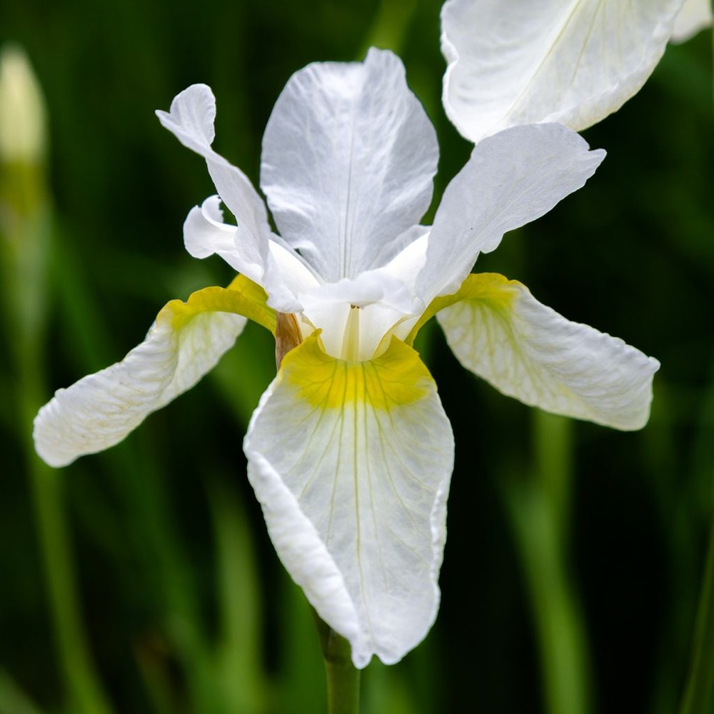 Iris de sibérie 'snow crest' godet de 8/9 cm
