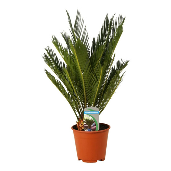 Cycas 50/60cm pot 14cm cycas revoluta