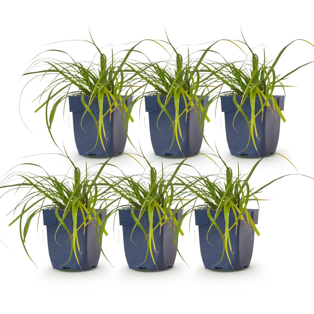 Laîche 'evergreen' - lot de 6 - pot 11 cm - hauteur 25 cm - plante d'extérieur
