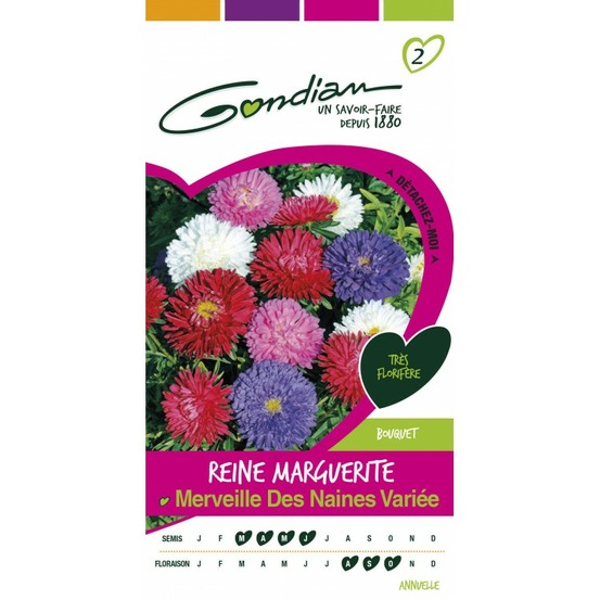 Reine marguerite merveille des naines variée