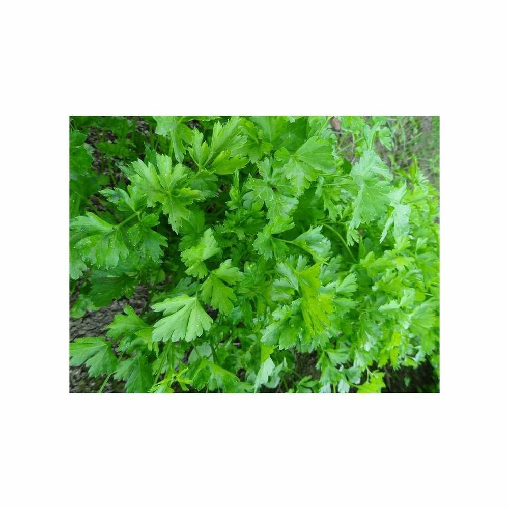 Persil simple commun-2