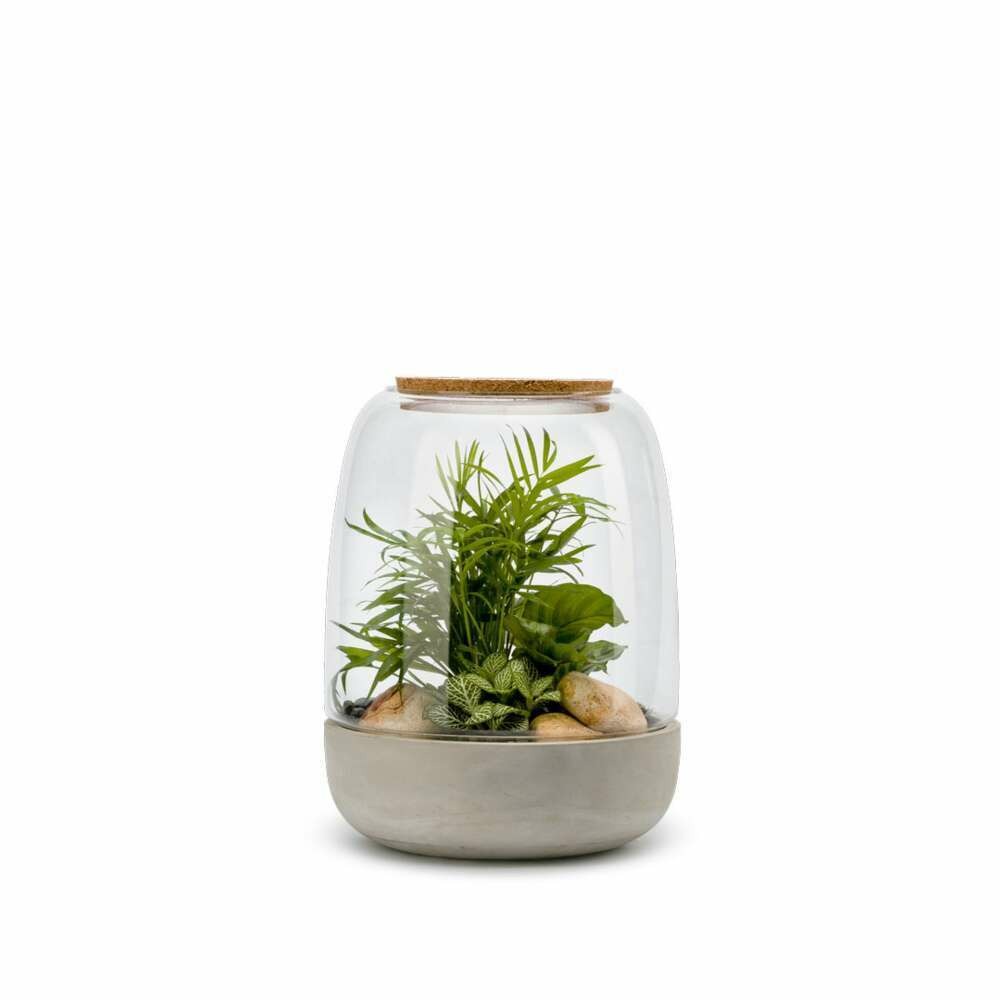 TERRARIUM EN KIT DIY Opendo M avec plantes et acessoires Truffaut