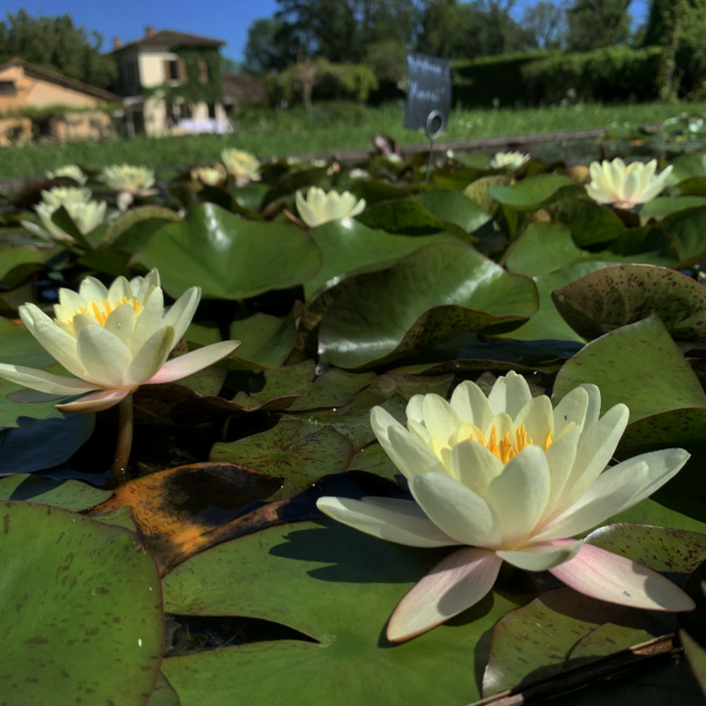 Nymphaea 'moorei' - nénuphar mature en racines nues
