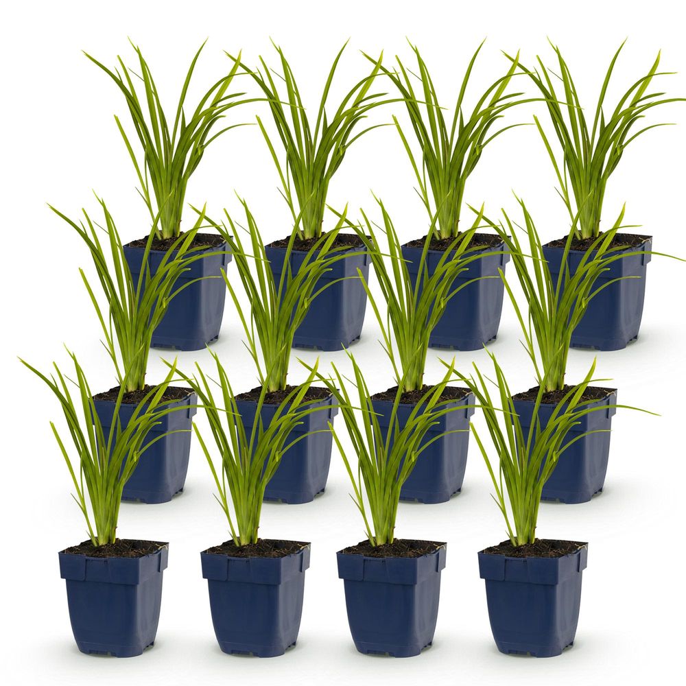 Hémérocalle 'autumn red' - lot de 12 - pot 11 cm - hauteur 25 cm - plante d'extérieur