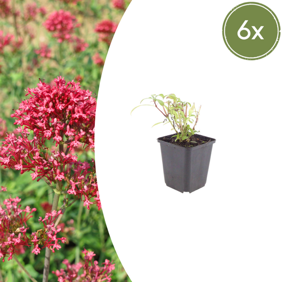 Valériane rouge (centranthus ruber) 'coccineus' - 12