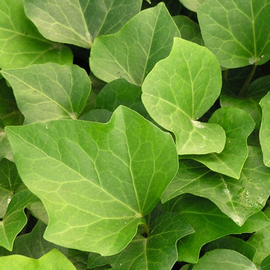 Lierre algerian bellecour - le pot / ø 8cm