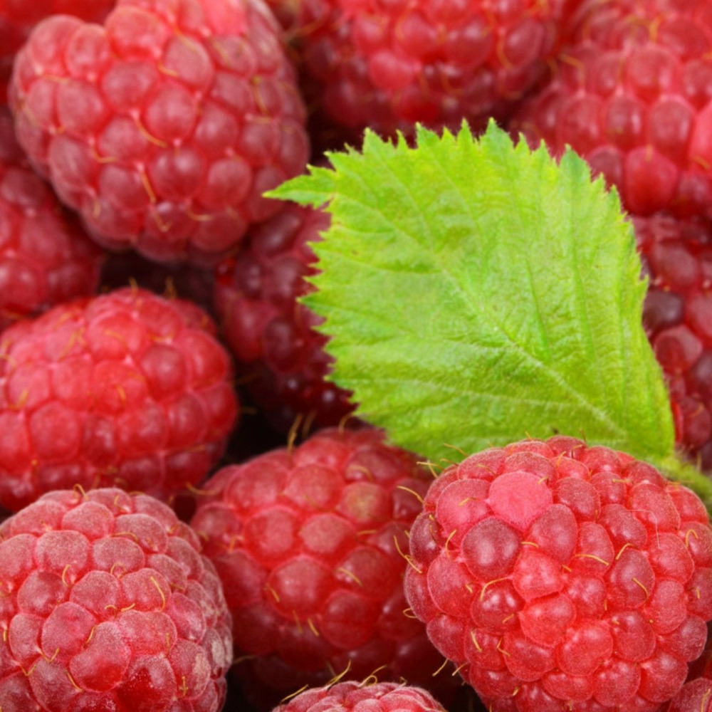 Framboisier september pot de 3l - 30/60 cm