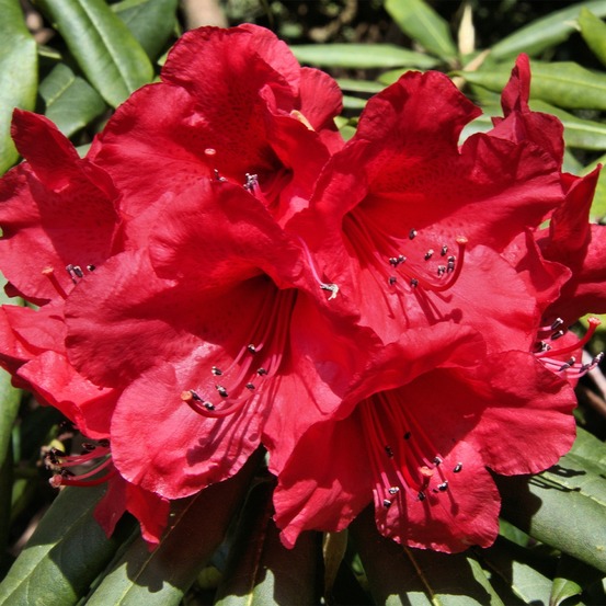 Rhododendron 'dopey' pot de 2l/3l