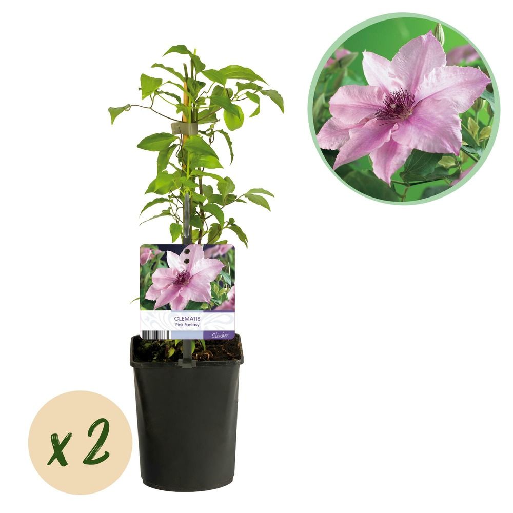 Clématite 'pink fantasy' - pot 11 cm - hauteur 40 cm
